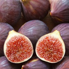 Ucuzluk Diyarı Morgüz Incir Fidanı Tüplüdür 50 60 cm Boy