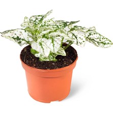 Sff Moda Hypoestes White 8cm Ø - Yeşil Bitki