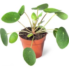 Sff Moda Pilea Peperomioides 12CM Ø - Yeşil Bitki