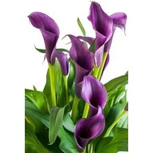 Nandina Botanik 2 Adet Gala Çiçeği Soğanı-Mor