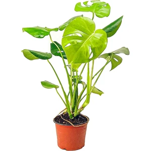 Bitki Tasarımı Monstera Deliciosa - Deve Tabanı – 75 cm
