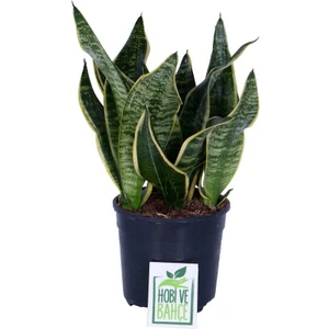 Hobi ve Bahçe Paşa Kılıcı, Saksıda, Peygamber Kılıcı, Paşa Kılıcı Sansevieria Trifasciata 30-40 cm
