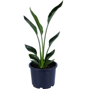 Hobi ve Bahçe Starliçe - Starliçe Regina - Bitki Boyu 50-60 cm (Saksı Hariç) - Cennet Kuşu - Strelitzia Regina