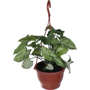 Hobi ve Bahçe Melek Kanadı Çiçeği - Ok Başı Sarmaşığı   (Syngonium) Askılı Saksı'da