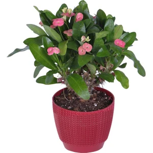 Hobi ve Bahçe Dikenler Tacı (Euphorbia Milii)