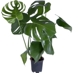 Hobi ve Bahçe Deve Tabanı - Monstera Deliciosa - Bitki Boyu 65-70 cm