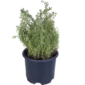 Hobi ve Bahçe Limoni Kekik Fidanı Saksı'da -Limon Kokulu Kekik - Thymus Citriodorus Limone