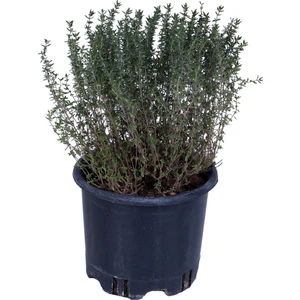 Hobi ve Bahçe Kekik Fidanı Saksı'da- Thymus Vulgaris - Dik Kekik - Aromatik Dağ Kekiği
