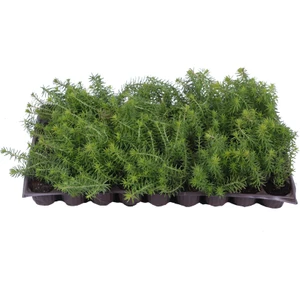 Hobi ve Bahçe Sedum Angelina - Sarı Sedum - Yayılıcı Sedum - Yer Örtücü Sedum - Hediyelik Sedum 45'li Viyol'de