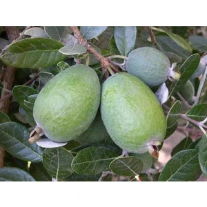 (Kaymak Ağacı) Feijoa Fidanı, Saksıda Meyve Verecek Olgunlukta