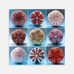 Kendinden Yapışkanlı Kestaneler Desenli Pvc Karo 30X30 cm 4'lü 0,36 M2
