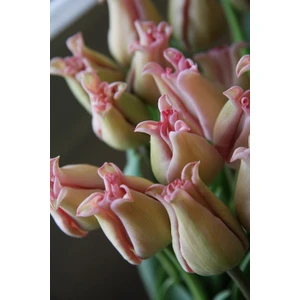 Nandina Botanik 5'li Ithal Double Hollanda Lale Soğanı Pudra Pembe