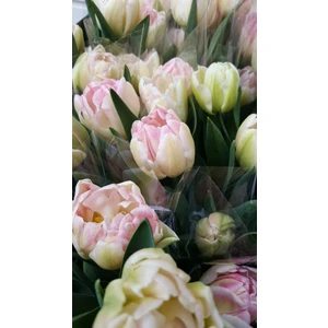 Nandina Botanik 5'li Ithal Hollanda Lale Soğanı Double Açık Pembe