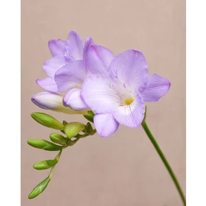 Nandina Botanik 5 Adet Eflatun Mis Kokulu Frezya Soğanı