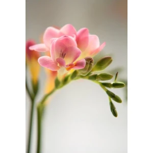 Nandina Botanik 5 Adet Mis Kokulu Somon Freyza Soğanı