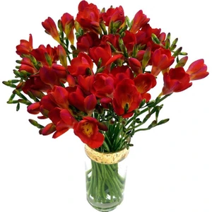 Nandina Botanik 5 Adet Mis Kokulu Kırmızı Frezya Soğanı