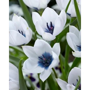 Nandina Botanik 4 Adet Tulıp Dasystemon Tarda Hollanda Lale Soğanı-Mavi
