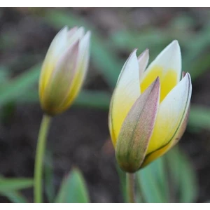 Nandina Botanik 4 Adet Tulıp Dasystemon Tarda Hollanda Lale Soğanı-Soft Sarı
