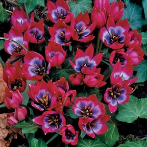 Nandina Botanik 4 Adet Tulıp Dasystemon Tarda Hollanda Lale Soğanı-Fuşya Mavi