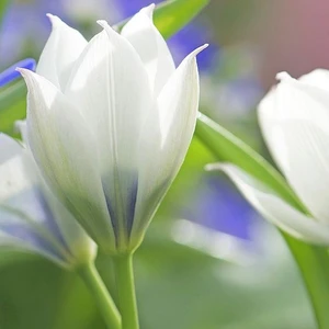 Nandina Botanik 4 Adet Tulıp Dasystemon Tarda Hollanda Lale Soğanı-Beyaz