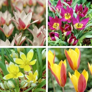 Nandina Botanik 4 Adet Mıx Tulıp Dasystemon Tarda Hollanda Lale Soğanı
