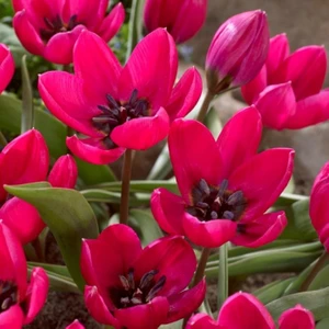 Nandina Botanik 4 Adet Tulıp Dasystemon Tarda Hollanda Lale Soğanı-Kırmızı