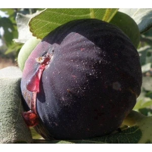 Ucuzluk Diyarı Dürdane ( Siyah ) Bursa ( Yediveren ) Incir Fidanı Tüplüdür 50 60 C Boy