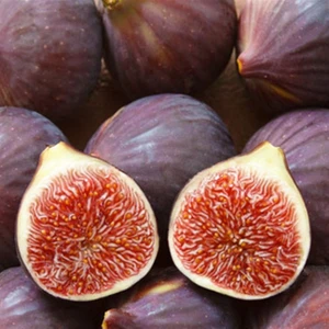 Ucuzluk Diyarı Morgüz Incir Fidanı Tüplüdür 50 60 cm Boy