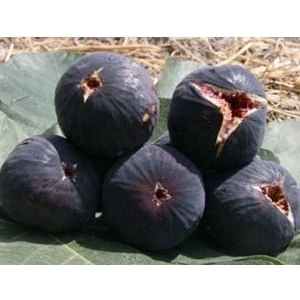 Ucuzluk Diyarı Incir Fidanı ( Siyah Orak ) ( Karadeniz Patlıcan Inciri ) Tüplüdür 50 60 cm Boy