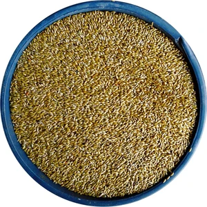 Bizim Yem Aspur Sade Kanarya Yemi - 1 kg