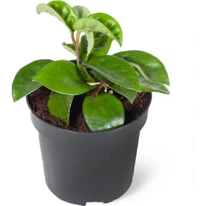 Sff Moda Hoya Carnosa | Mum Çiçeği 12CM Ø - Yeşil Bitki