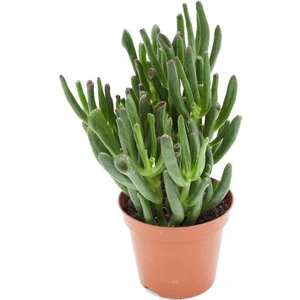 Sff Moda Crassula Hobbit 5,5cm Ø - Sukulent