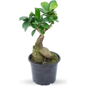 Sff Moda Ficus Ginseng | Adam Ağaç 100GR - Bonsai
