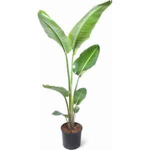 Sff Moda Strelitzia Nicolai | Cennet Kuşu 24CM Ø Boy:  150 - Yeşil Bitki