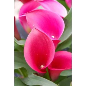 Nandina Botanik 2 Adet Gala Çiçek Soğanı-Pembe