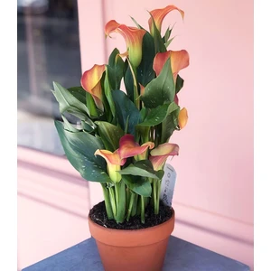 Nandina Botanik 2 Adet Gala Çiçek Soğanı-Turuncu
