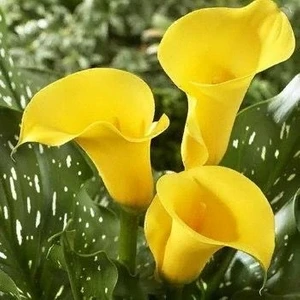 Nandina Botanik 2 Adet Gala Çiçek Soğanı-Sarı