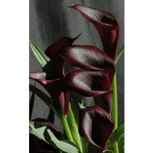 Nandina Botanik 2 Adet Gala Çiçek Soğanı-Kadife Bordo