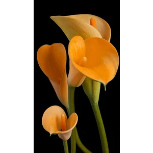 Nandina Botanik 2 Adet Gala Çiçeği Soğanı-Kavuniçi