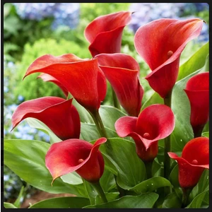 Nandina Botanik 2 Adet Gala Çiçeği Soğanı-Kırmızı