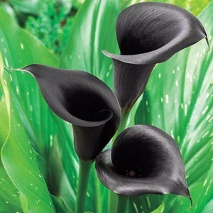 Nandina Botanik 2 Adet Gala Çiçeği Soğanı-Siyah
