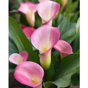 Nandina Botanik 2 Adet Gala Çiçeği Soğanı-Açık Pembe
