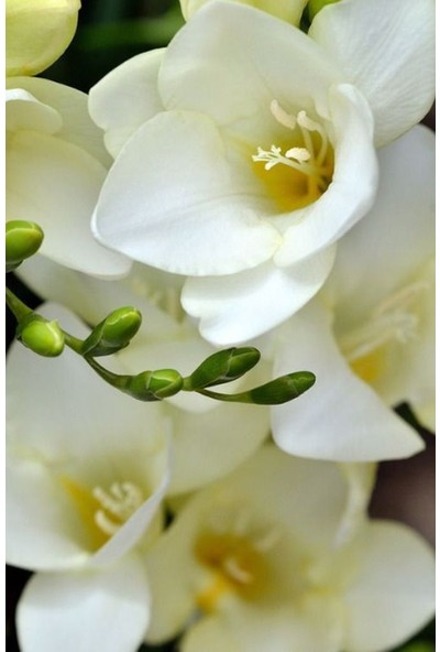 Nandina Botanik 5 Adet Beyaz Renkli Mis Kokulu Frezya
