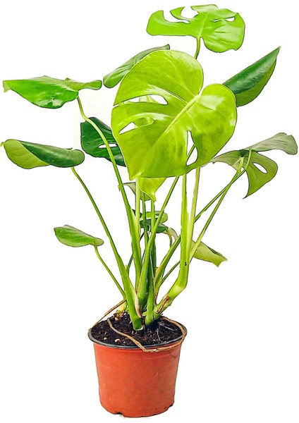 Monstera Deliciosa - Deve Tabanı – 75 cm