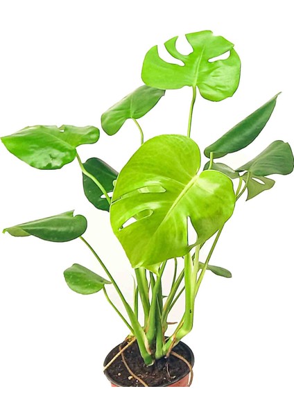 Monstera Deliciosa - Deve Tabanı – 75 cm