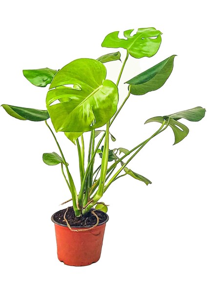 Monstera Deliciosa - Deve Tabanı – 75 cm