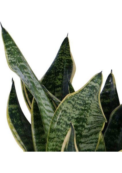 Paşa Kılıcı, Saksıda, Peygamber Kılıcı, Paşa Kılıcı Sansevieria Trifasciata 30-40 cm fiyatları