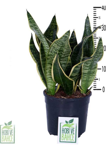 Paşa Kılıcı, Saksıda, Peygamber Kılıcı, Paşa Kılıcı Sansevieria Trifasciata 30-40 cm modelleri