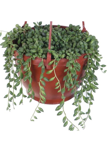 Tesbih Çiçeği - Bezelye Kolyesi - Boncuk Çiçeği (Senecio ) Askılı Saksı'da