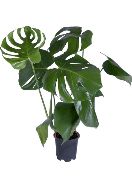 Deve Tabanı - Monstera Deliciosa - Bitki Boyu 65-70 cm